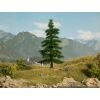 Noch Fir Caucasian