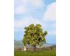 Noch Apple tree with fruits