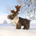 Rappa Plush reindeer 24 cm ECO-FRIENDLY