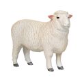 Mojo Aries romney marsh