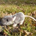 Rappa Plush Mouse 16 cm ECO-FRIENDLY