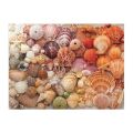 GalisonPuzzle Shiny shells 1000 pieces