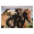 Dino Puzzle Colored horses 300 XL pieces