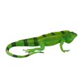 Mojo Iguana