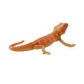 Mojo Agama