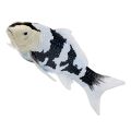 Mojo Kapr koi shiro utsuri