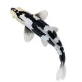 Mojo Kapr koi shiro utsuri