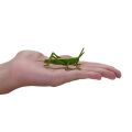 Mojo Mini World Insects and Spiders 12 pcs