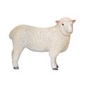 Mojo Sheep romney marsh