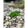 Mojo Iguana
