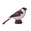 Mojo House Sparrow