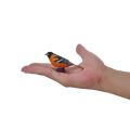 Mojo Northern Oriole