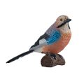 Mojo European Jay