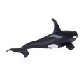 Mojo killer whale