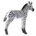 Mojo Zebra cub