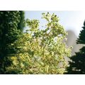 Noch Scatter Material Flocks Green Leaves