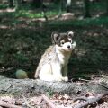 Rappa Plush wolf sitting 28 cm ECO-FRIENDLY