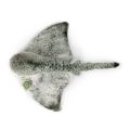 Rappa Plush stingray 43 cm ECO-FRIENDLY