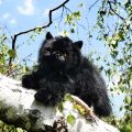 Rappa Plush cat black lying 30 cm ECO-FRIENDLY