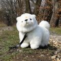 Rappa Plush dog Chow-chow 30 cm ECO-FRIENDLY