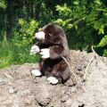 Rappa Plush Mole 21 cm ECO-FRIENDLY