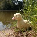 Rappa Plush duckling 24 cm ECO-FRIENDLY
