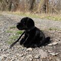 Rappa Plush dog labrador black 25 cm ECO-FRIENDLY
