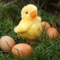 Rappa Plush chicken 10 cm ECO-FRIENDLY