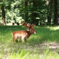 Rappa Plush deer 34 cm ECO-FRIENDLY