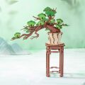 RoboTime 3D wooden puzzle Bonsai pine