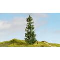 Noch Spruce