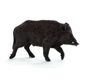 Mojo the Wild Boar