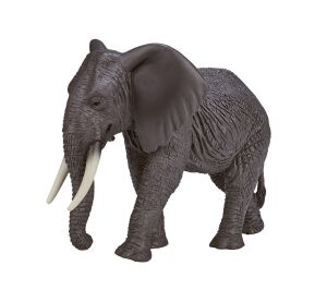 Mojo Elephant African