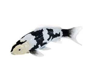 Mojo Kapr koi shiro utsuri