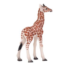 Mojo Giraffe cub