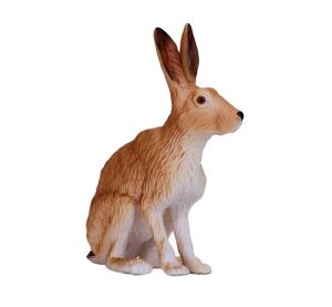 Mojo Hare sitting
