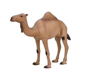 Mojo the one-humped camel
