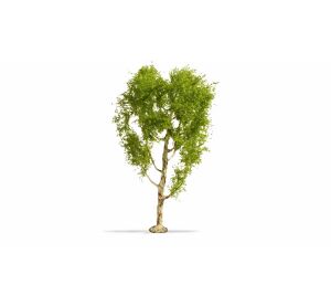 Noch Feather birch