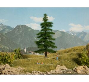 Noch Fir Caucasian