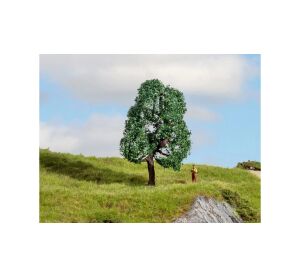 Noch Oak