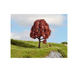 Noch Copper beech