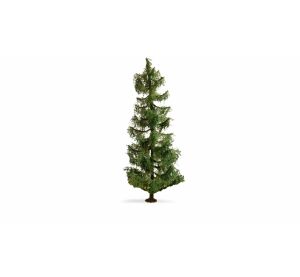 Noch Spruce