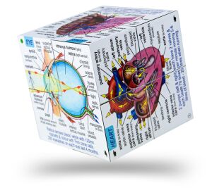 Zoobookoo Book in a nutshell Human body