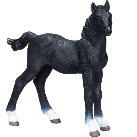 Mojo Hanoverian black colt