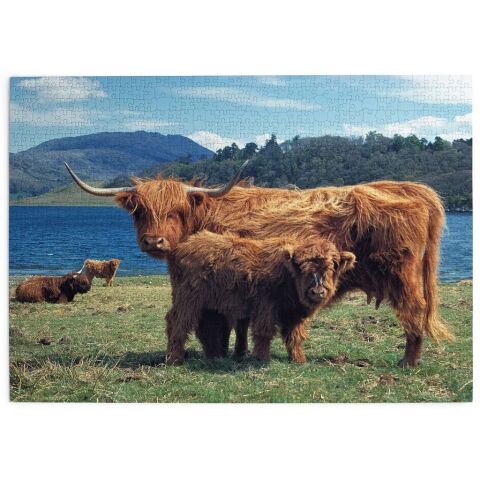 HOP Puzzle Scottish Highland Cattle 1000 Pieces