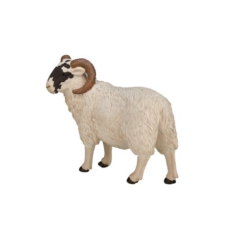 Mojo Hampshire ram