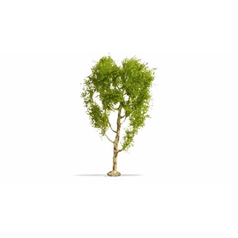 Noch Feather birch