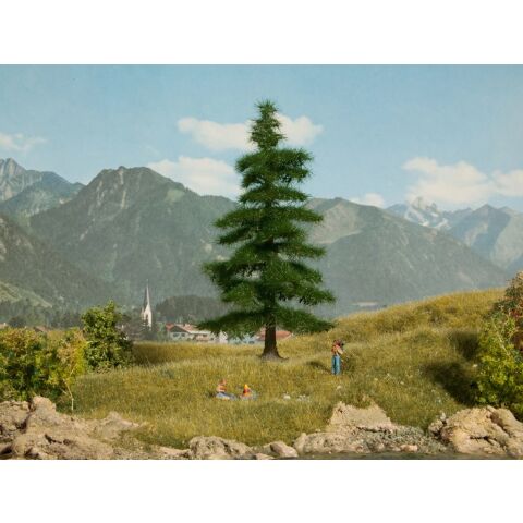 Noch Fir Caucasian