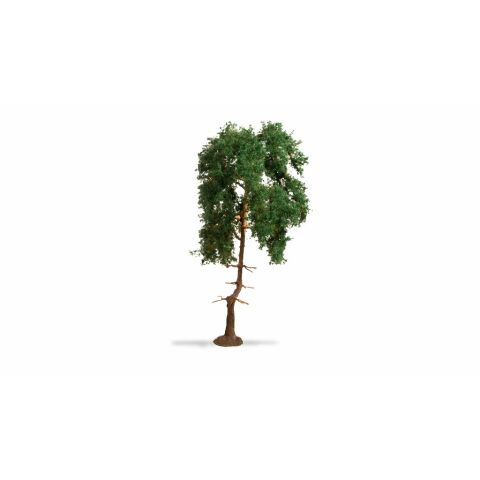 Noch Pines