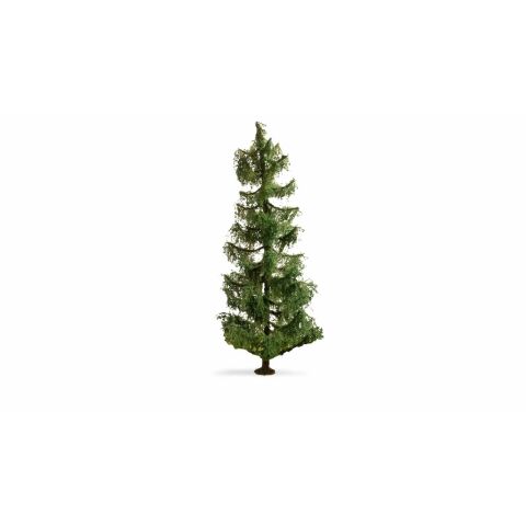 Noch Spruce
